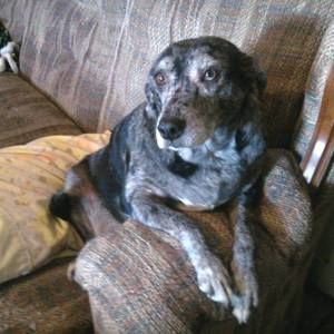 Meet your Posher, Merry